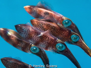 'The Line-Up'
Juvenile Reef Squid stay close together ju... by Henley Spiers 
